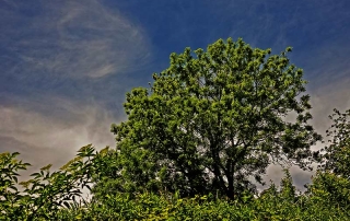 Baum der Hoffung © Otmar Brettschneider