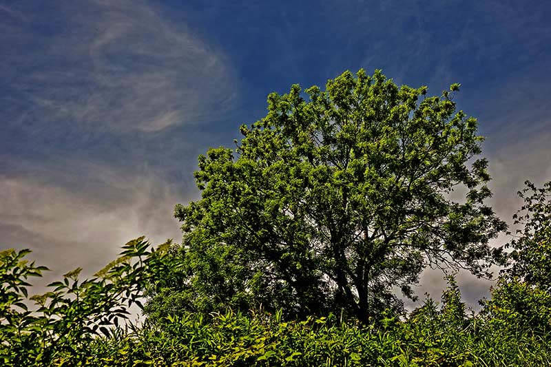 Baum der Hoffung © Otmar Brettschneider